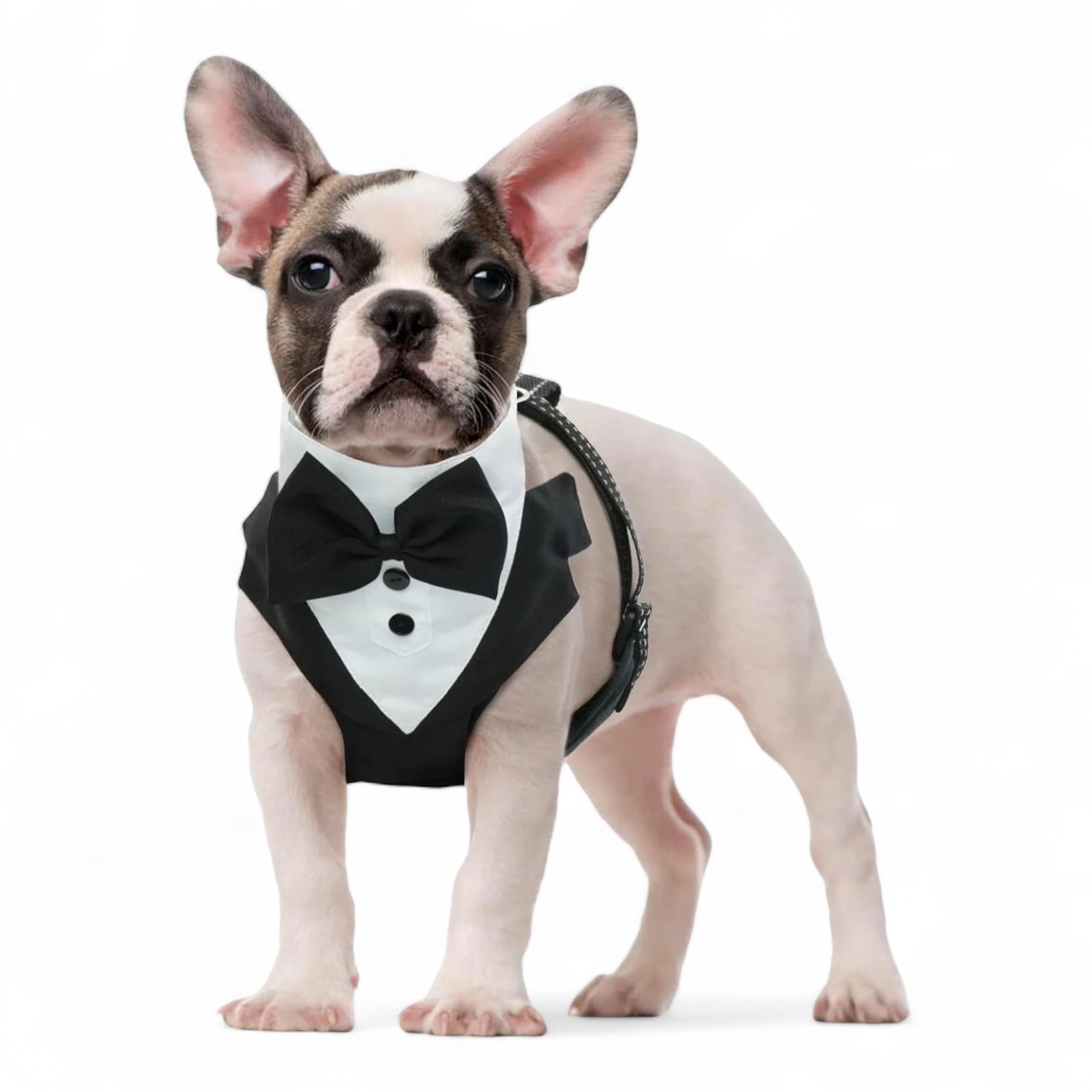 Groom’s Tux Harness