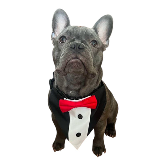 Gentle Paw Tux